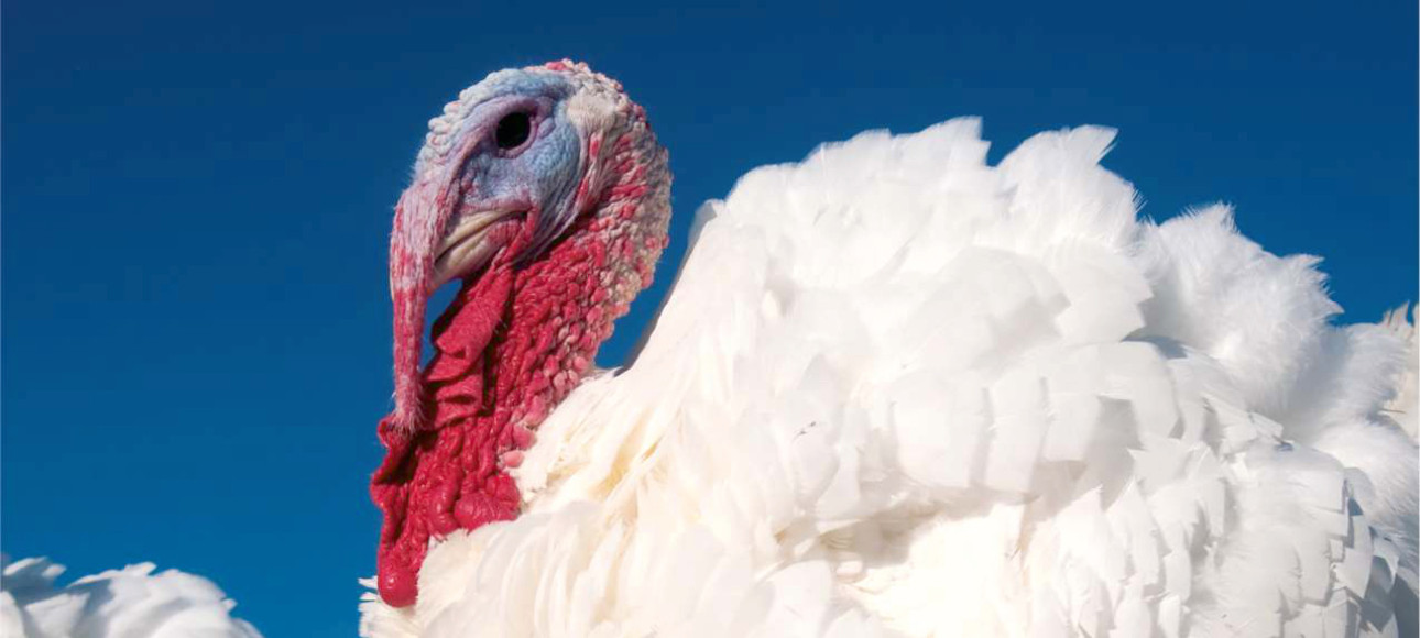 Feeds Wipasz Feeds Wipasz